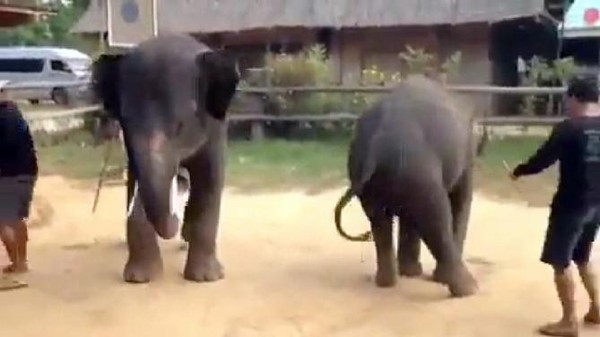 بالفيديو.. حتى الفيلة ترقص على "غانغام ستايل"