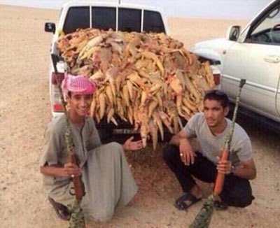 بالصور.. سعوديون يصطادون كميات مهولة من "الضبان".. واستنكار من المعلقين