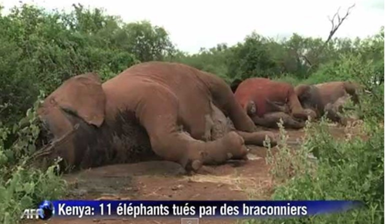 بالفيديو.. صيادون يذبحون ستة أفيال بينهم أربعة صغيرة في كينيا