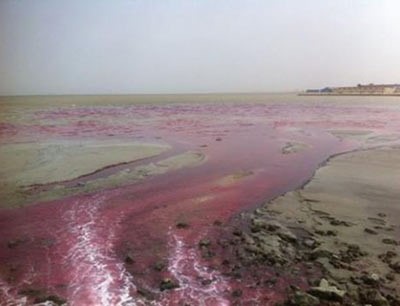 بالفيديو.. نهر في السعودية وشاطئ في البحرين يتحولان الى اللون الوردي في ظاهرة نادرة