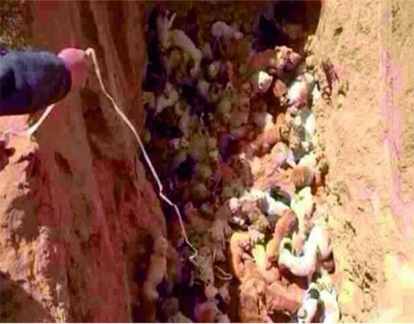 بالصور.. غضب في الصين بعد انتشار صور لدفن عشرات الكلاب وهي حية