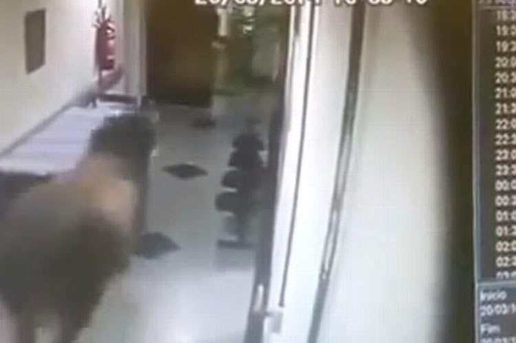 بالفيديو.. ثور هائج يثير الذعر بين ممرضات في مستشفى برازيلي 