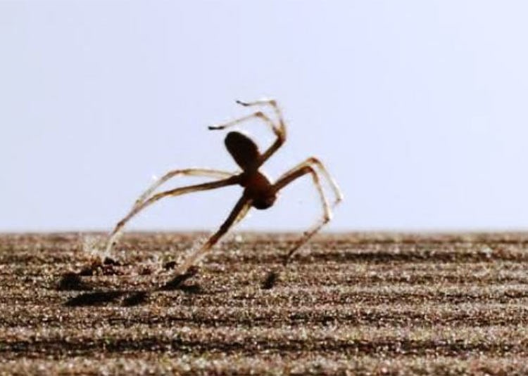 بالفيديو.. شاهد عنكبوت في المغرب أدهش العلماء بقفزاته