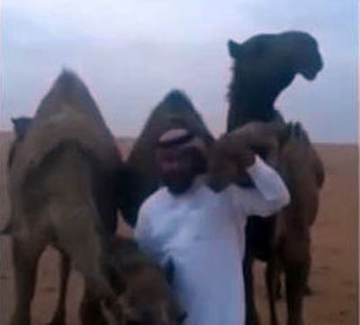 بالفيديو.. سعودي يستنشق أنفاس إبله متحدياً "كورونا" : "اعطسي بوجهي .. تنفسي"