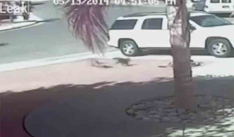 فيديو مذهل.. قطة تنقذ طفلاً هاجمه كلب شرس
