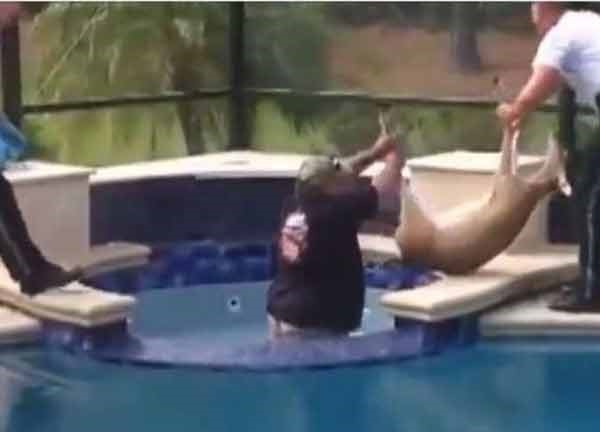 بالفيديو.. سقوط «غزال» في مياه ساخنة.. والشرطة تخرجه بعد نصف ساعة