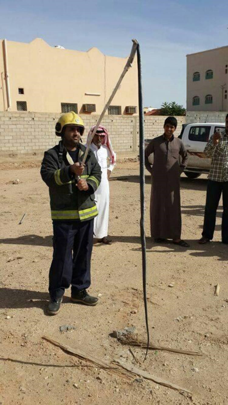 بالصور.. "الدفاع المدني السعودي" يخلّص أحد الأحياء من ثعبان تجاوز طوله المترين