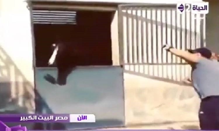 بالفيديو .. تامر أمين وأحمد السقا يرقصان على أنغام أغنية بشرة خير 