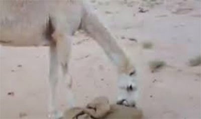 بالفيديو.. شاهد ماذا فعلت الناقة بعد قيام صاحبها بذبح ولدها؟