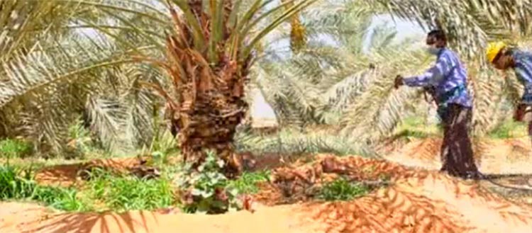 السوس الأحمر يهدد التمر السعودي