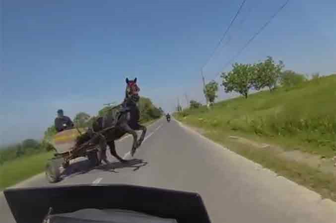بالفيديو.. حصان كاد ان يودي بحياة قائدة دراجة نارية 