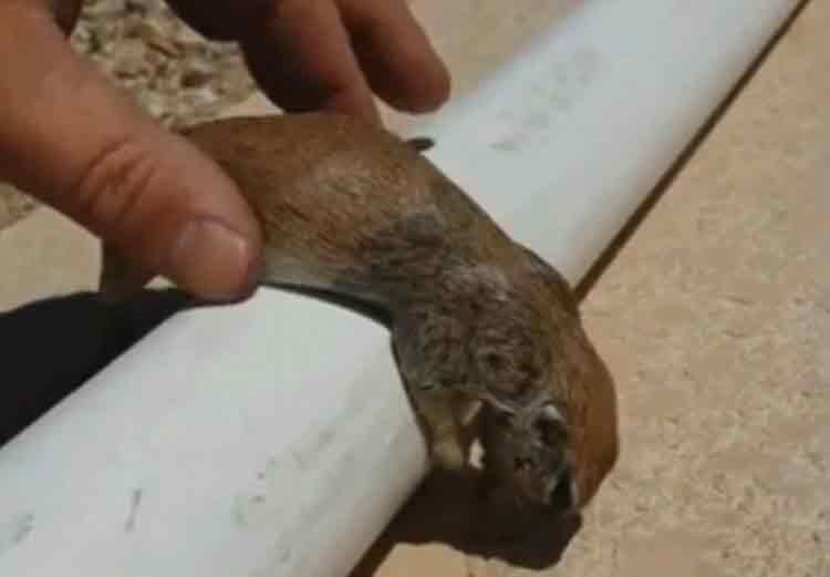 بالصور والفيديو.. رجل ينعش قلب سنجاب غريق ويعيد إليه الحياة