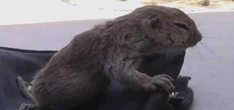 بالصور والفيديو.. رجل ينعش قلب سنجاب غريق ويعيد إليه الحياة