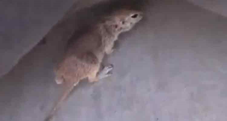 بالصور والفيديو.. رجل ينعش قلب سنجاب غريق ويعيد إليه الحياة