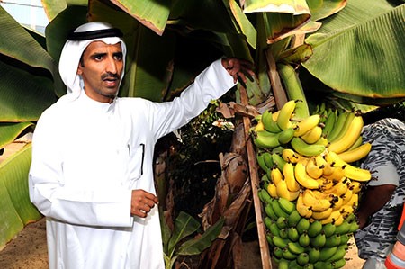بالفيديو والصور.. المزارع الكويتي ناصر العازمي ينجح في زراعة "رقي أصفر"
