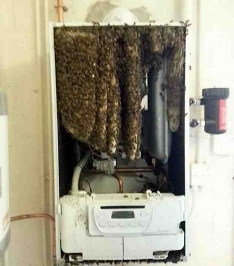 بالصور.. اكتشاف 15 ألف نحلة في جهاز تدفئة بريطاني