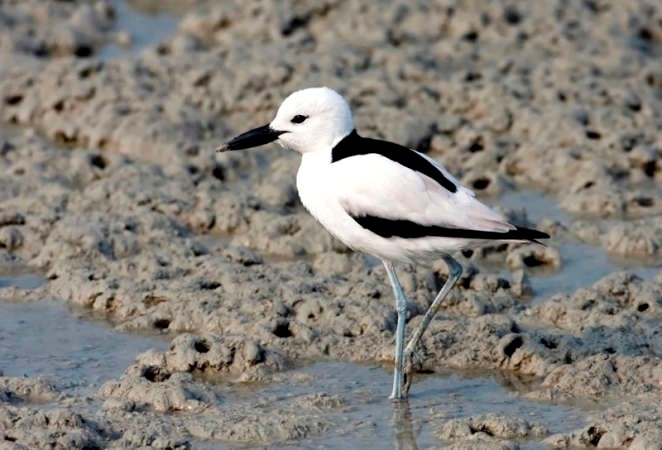 طائر الحنكور﻿
