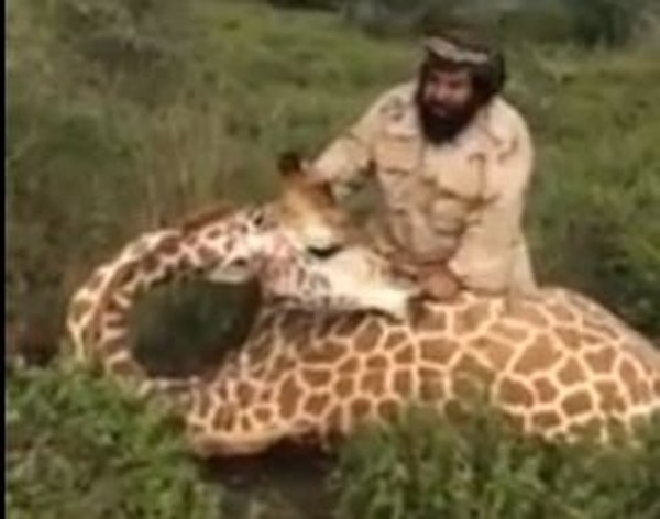 بالفيديو.. سعودي بـ”زي عسكري” يصطاد زرافة ضخمة