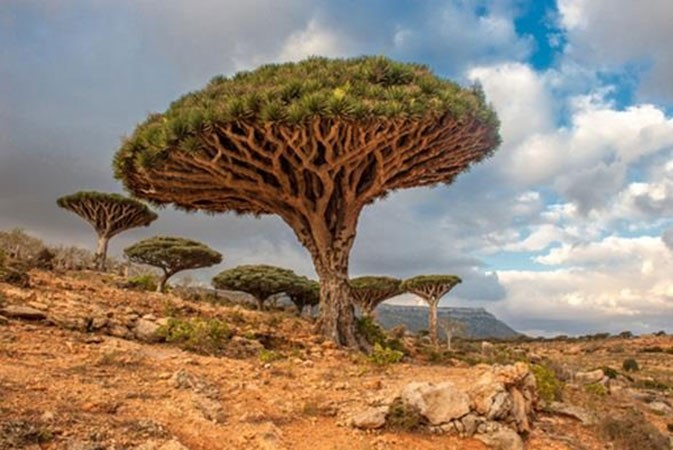 جزيرة سقطرى في اليمن