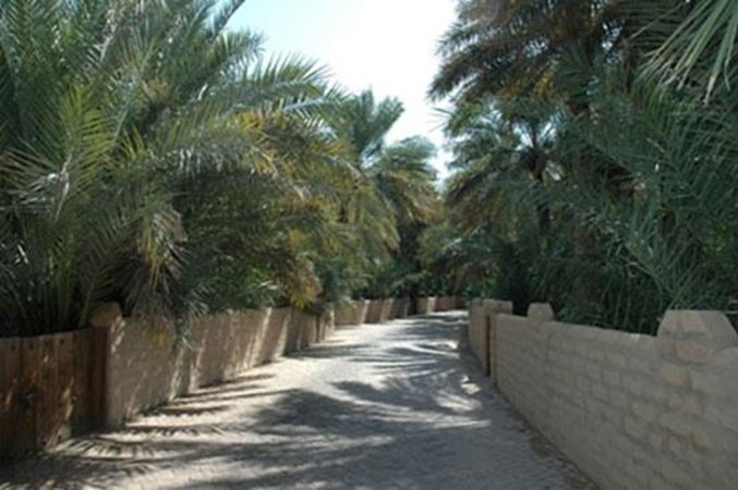 واحة الاحساء