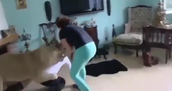 بالفيديو.. لحظات مرعبة.. لبوة تهاجم رجلاً!
