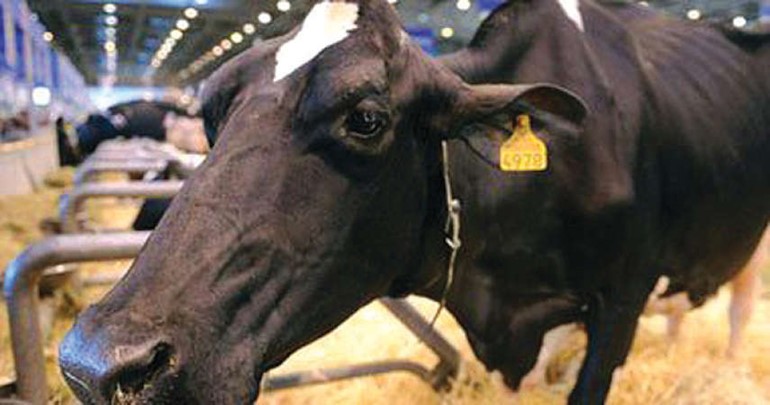 ميكروفونات حول عنق البقر في مزرعة ألمانية لمراقبة وقت التزاوج