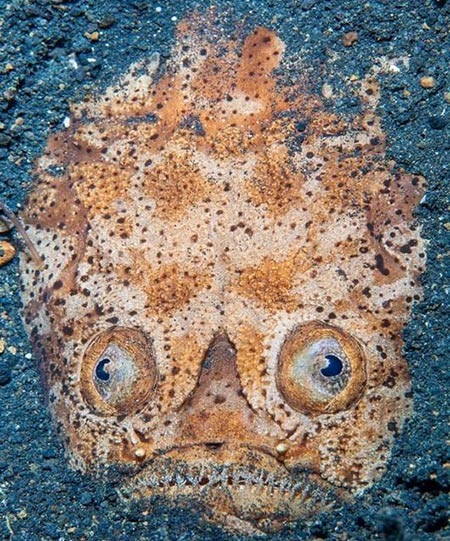 صورة دهشة عالم فلك او Startled by Stragrazer، للمصورة البريطانية جينيفر جو ستوك
