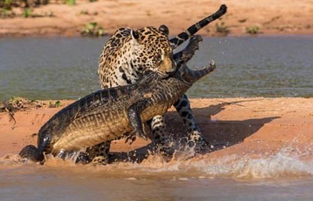 صورة اكثر الحيوانات المفترسة او Apex Predators ، التقطها المصور الامريكي جوستين بلاك