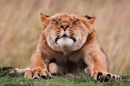 صورة اسد يتمطى او Stretching، التقطها المصور الالماني ستيفان تينجلر