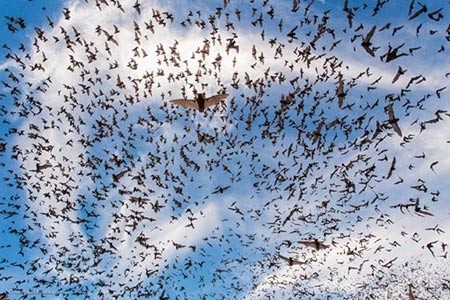 صورة مهرجان الخفافيش او Bat Festival، للمصور البرازيلي من اصول بريطانية جون باولو