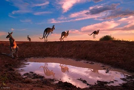 الكنجارو الاحمر على بركة المياه Red Kangaroos at Waterhole، للمصور الالماني ثيوس الوفس