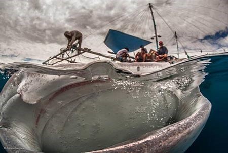 صورة الفم الكبير Big Mouth للمصورة ادريانا باسك، وهي برازيلية من اصول امريكية، ويظهر في الصورة حوت عملاق فاتحا فمه