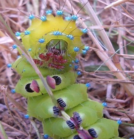صورة يرقة الفراشة المتعجرفة Great Peacock Moth Caterpillar، للمصورة البريطانية ليلا شانر