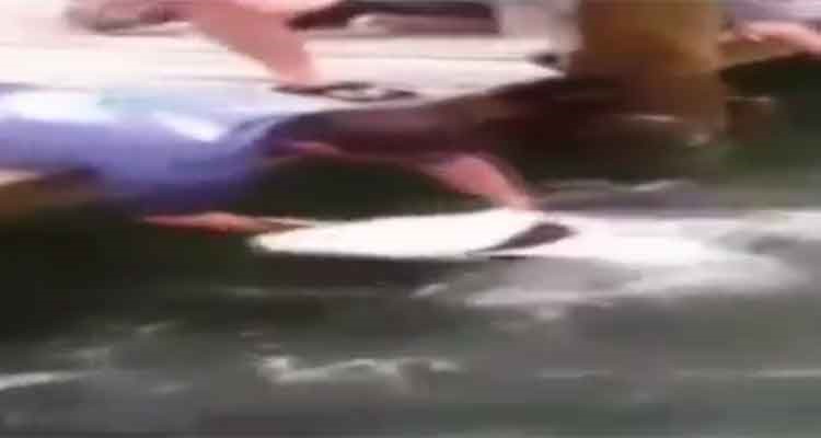 فيديو لسمكة "الطربون" وهي تنهش بذراع مستصغر للشرر