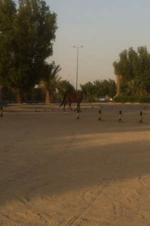 رجال الامن اوقفوا السير لمنع وقوع حوادث ﻿