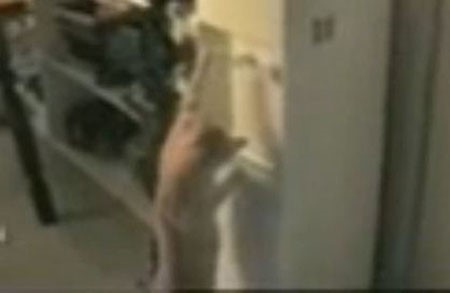 بالفيديو.. قطة تروي ظمأها من براد المياه واقفة على ساقيها 