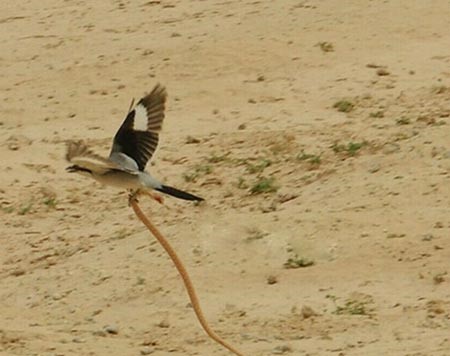 بالفيديو.. طائر يقتل ثعباناً ويُحَلّق به في "صحراء ساجر"