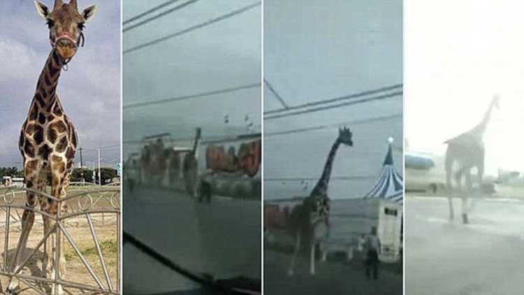 بالفيديو.. هروب زرافة في أحد شوارع المكسيك 