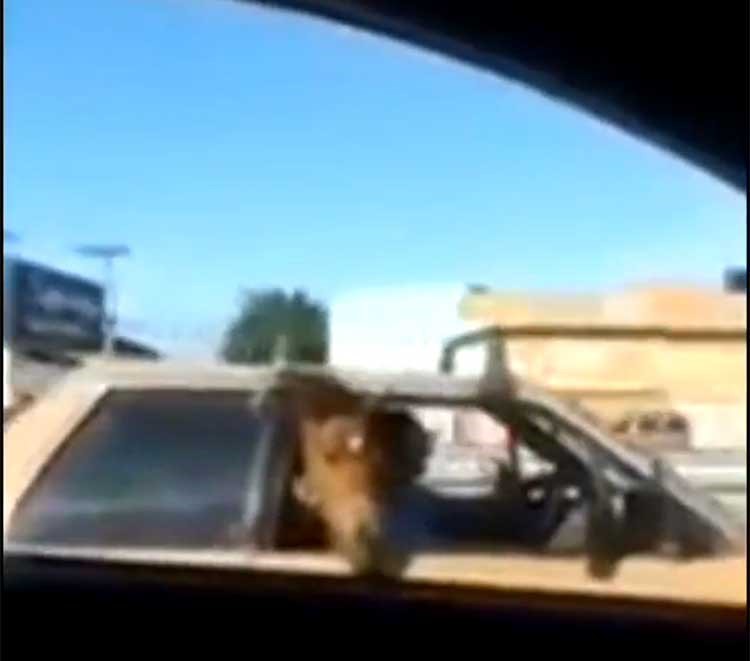 بالفيديو .. رجل يصطحب حصان في المقعد الخلفي لسيارته الصغيرة 