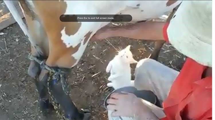 بالفيديو .. قط يعشق الحليب الطازج