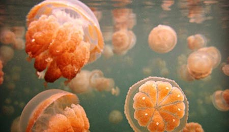 Jellyfish Lake