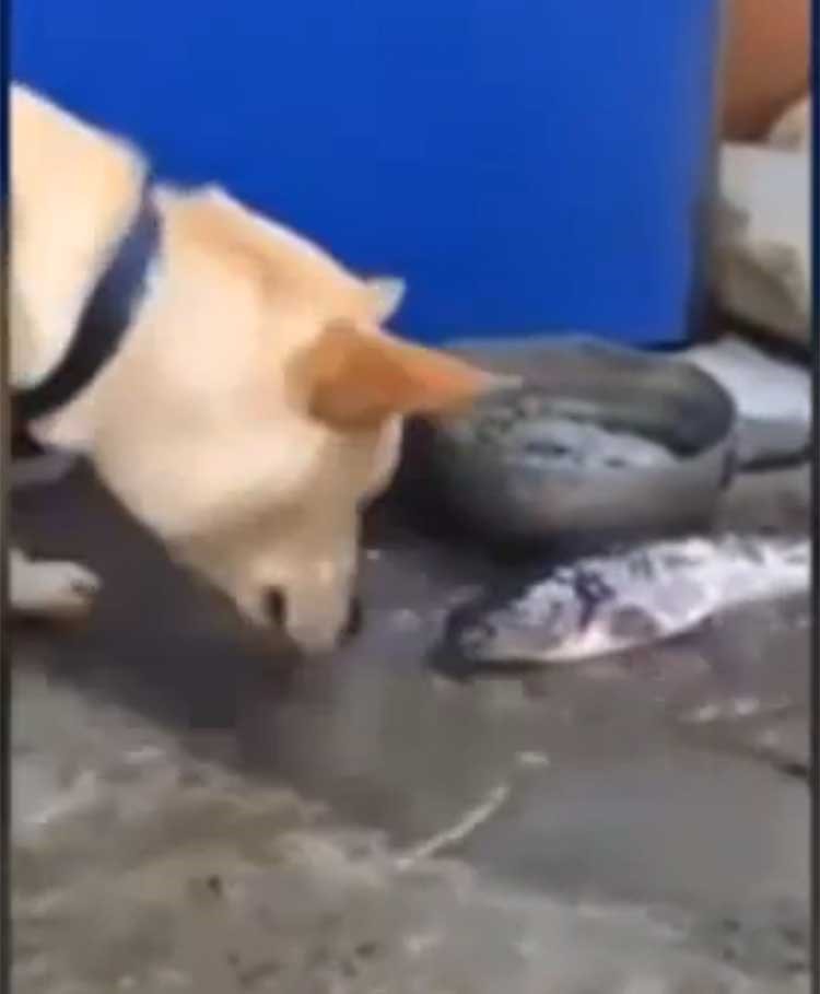 بالفيديو..كلب يحاول انقاذ أسماك من الموت