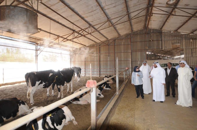 نبيلة الخليل خلال زيارتها لاحدى مزارع الابقار في الصليبية﻿