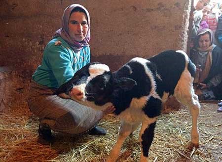 بالصور .. ولادة عجل برأسين في المغرب 