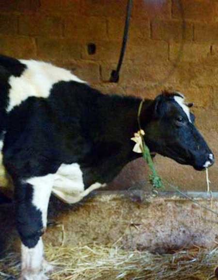 بالصور .. ولادة عجل برأسين في المغرب 