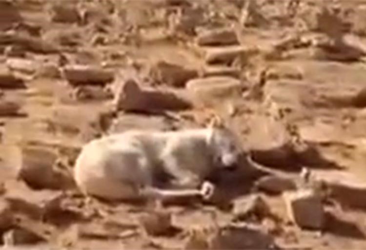 بالفيديو.. مشهد طريف لراعي يكتشف بأن كلبه نائم بدلاً من حماية الماشية