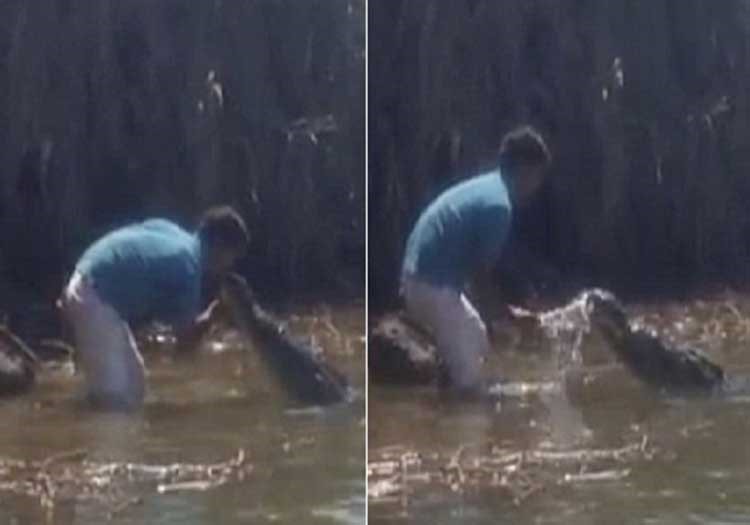 بالفيديو.. رجل يخاطر بحياته ليقبل تمساحاً