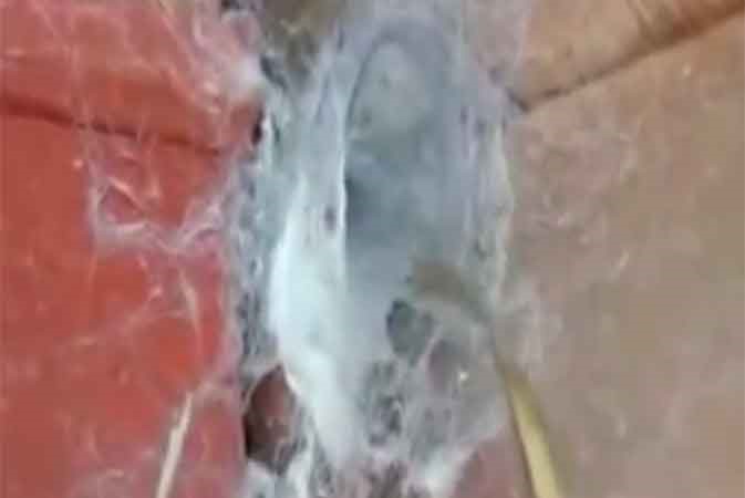 بالفيديو.. عنكبوت عملاق يدافع عن بيته