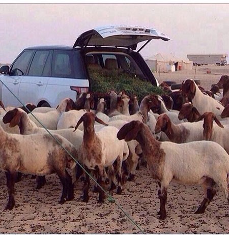 بالفيديو والصور.. شاب كويتي يطعم أغنامه داخل سيارته.. ومغردون: اعتراف بالجميل