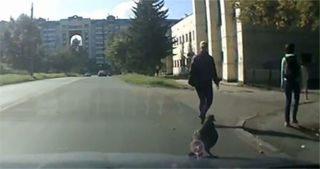 بالفيديو.. حمامة ظريفة تصر على عدم الطيران وتفضل ركوب السيارة